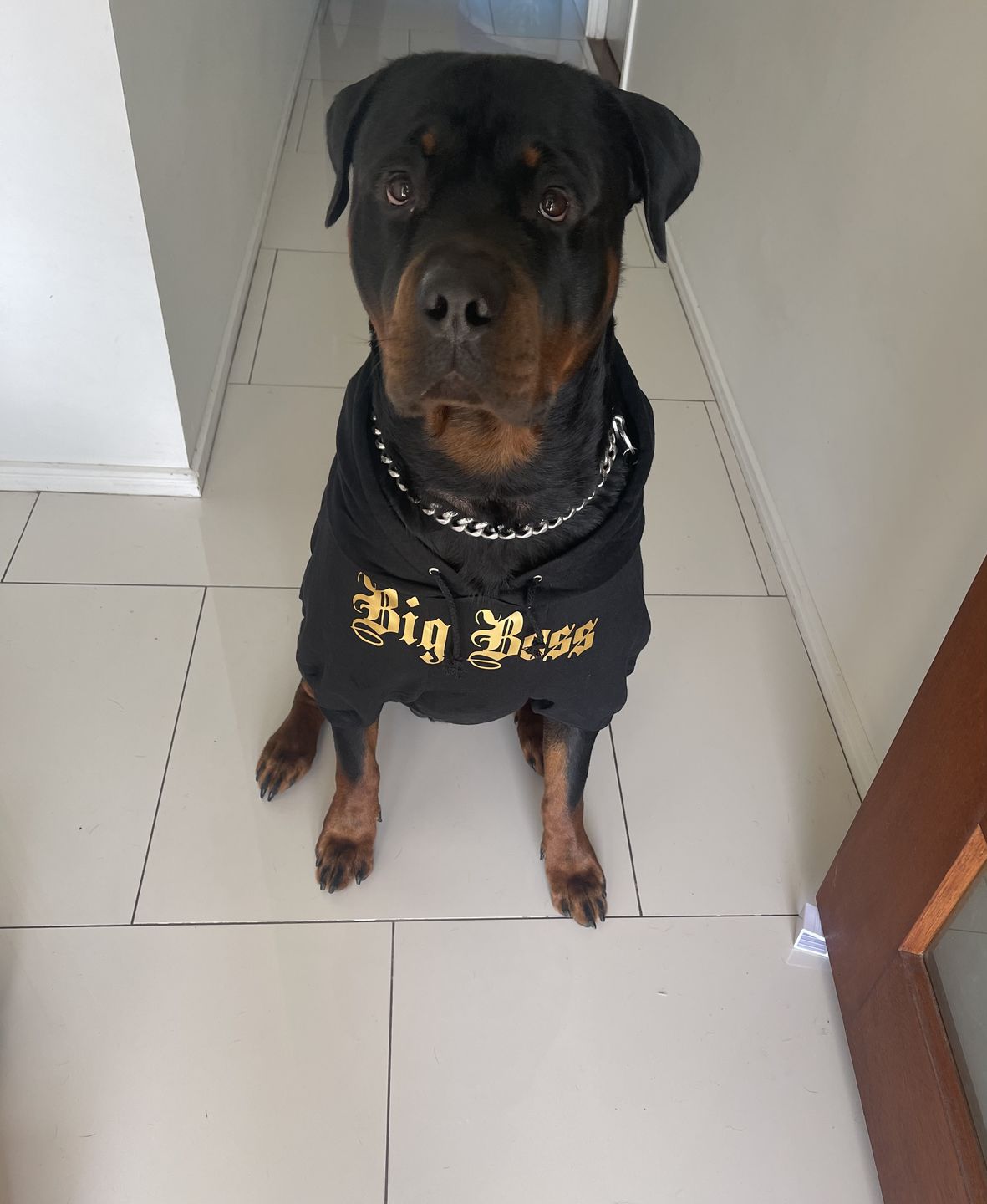 Customer photo review of Gangsta Yapper Dog Hoodie - Personalised
