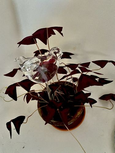 Customer photo review of Mon petit oiseau - Le Jardin de Mamie®