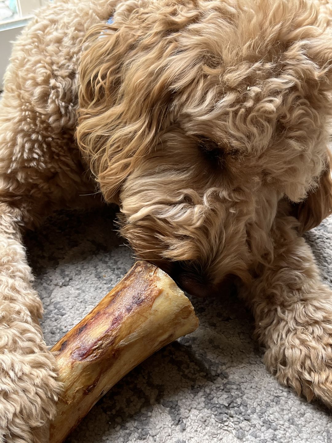 Customer photo review of 5-6 Inch Marrow Bone