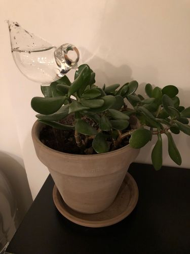 Customer photo review of Mon petit oiseau - Le Jardin de Mamie®