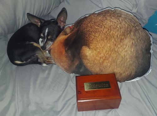 Customer photo review of Create A Custom Dog Pillow