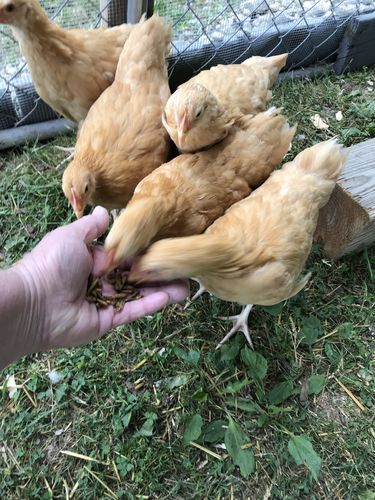 Customer photo review of GrubTerra Dried Larvae