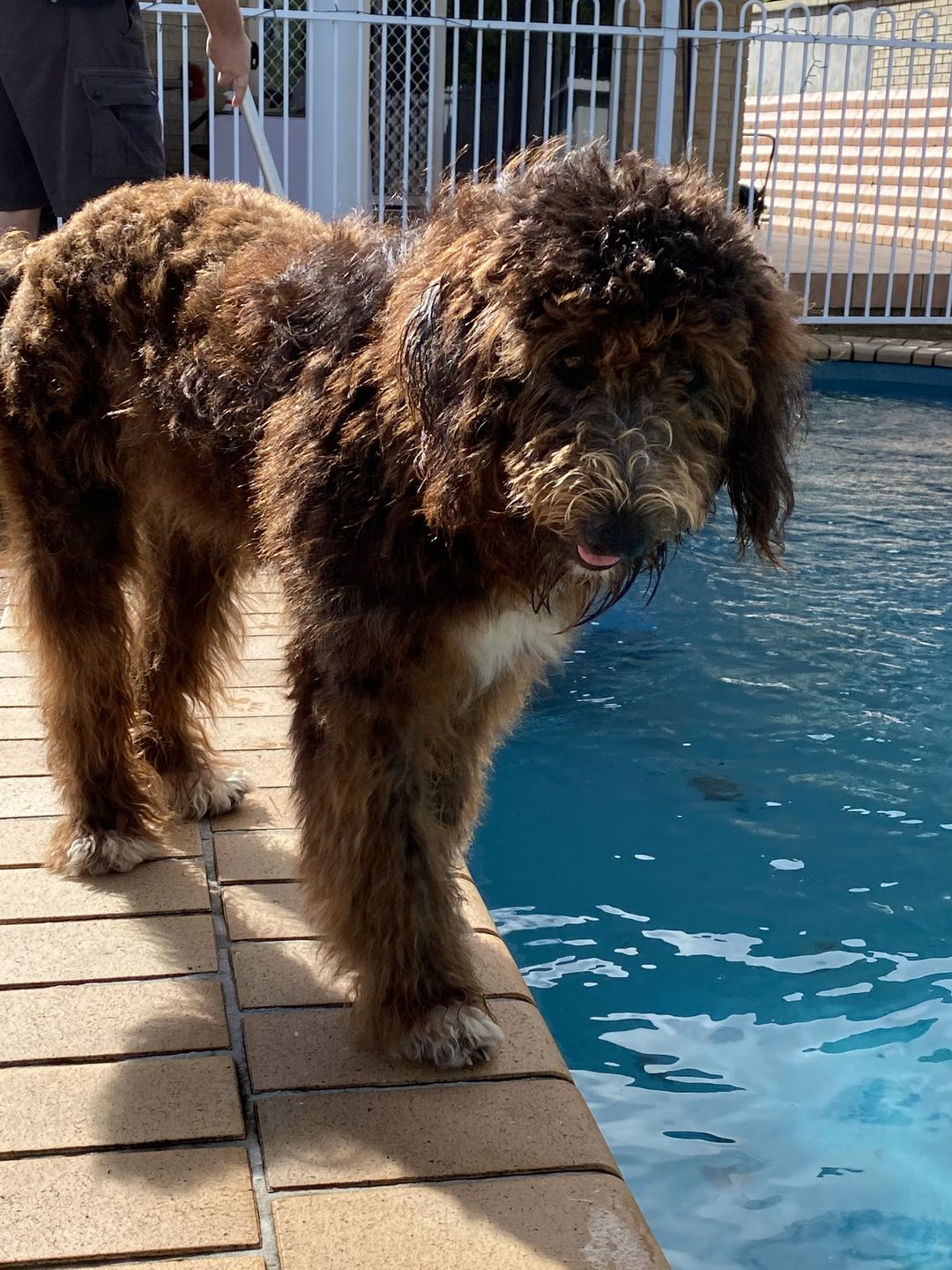 Customer photo review of Dog Hair Clippers