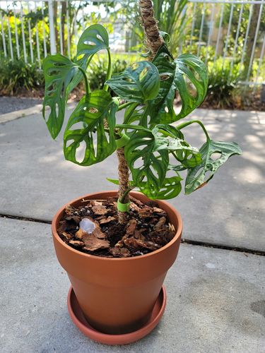 Customer photo of The Original Bendable Coir Pole™ - Best Seller (Tape Included) from Chelsea W.