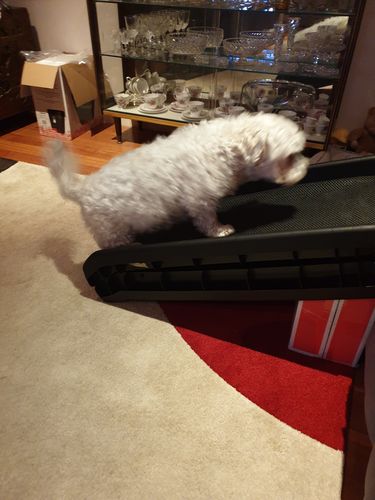 Customer photo review of Anti-Slip Portable Car Pets Ramp - 50% Off Today Only