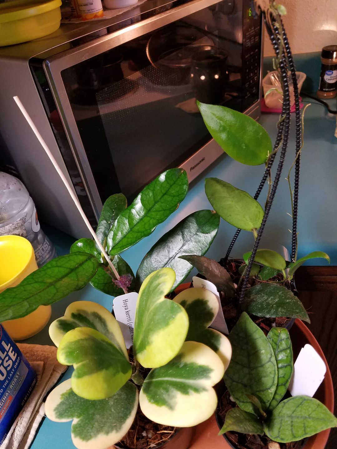 Customer photo review of 3" Hoya callistophylla