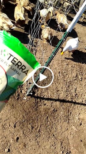 Customer video review of GrubTerra Dried Larvae