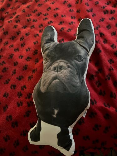 Customer photo review of Create A Custom Animal Pillow