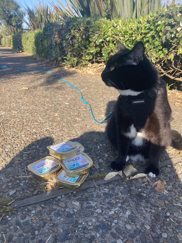Avis photo d'un client sur Pâtée Chat Stérilisé Sans Céréales - Saumon