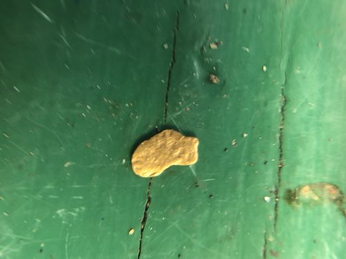 Customer photo review of *BOGO* Gold Diggers Delight '10 TROY OUNCE GOLD HUNT' - Gold Paydirt Panning Concentrates