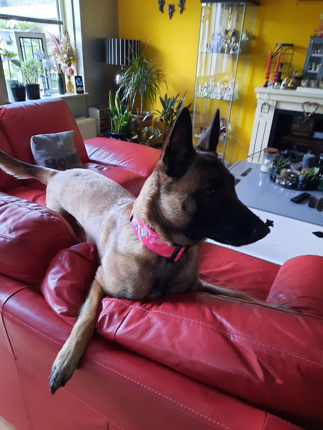Customer photo review of 5cm Combat® Collar | With Handle & Rated Clip - Bubblegum v2.0
