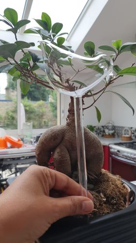 Customer photo review of Mon petit oiseau - Le Jardin de Mamie®