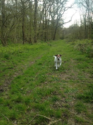 Customer photo review of Innocent Hound Venison Sausages with Chopped Apple