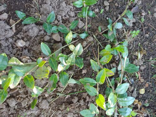 Customer photo review of Vinca Minor Bowles 50 count Flat