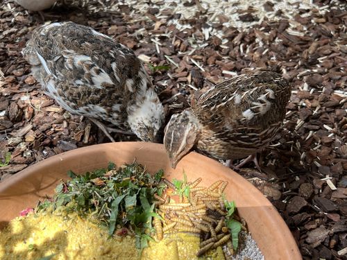 Customer photo review of BlackTasty™ Getrocknete Soldatenfliegenlarven