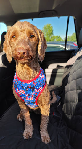 Customer photo review of Patriotic cute cookie dog harness