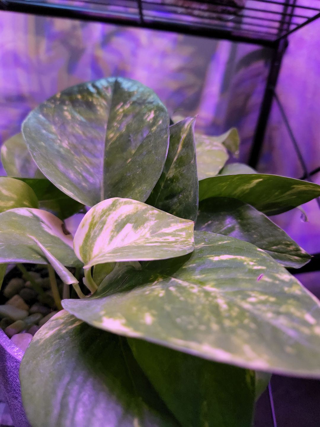 Customer photo review of 4" Pothos Epipremnum aureum 'Golden'