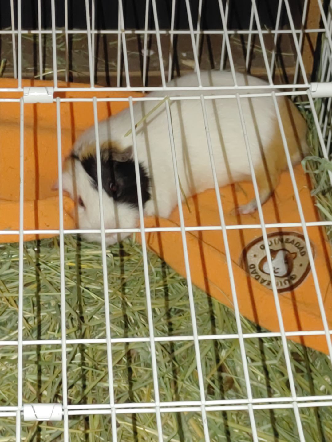 Customer photo review of GuineaDad Liner - Smaller Size Fleece Liner Without Pockets