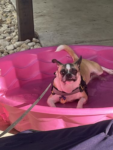 Customer photo review of Polkadog