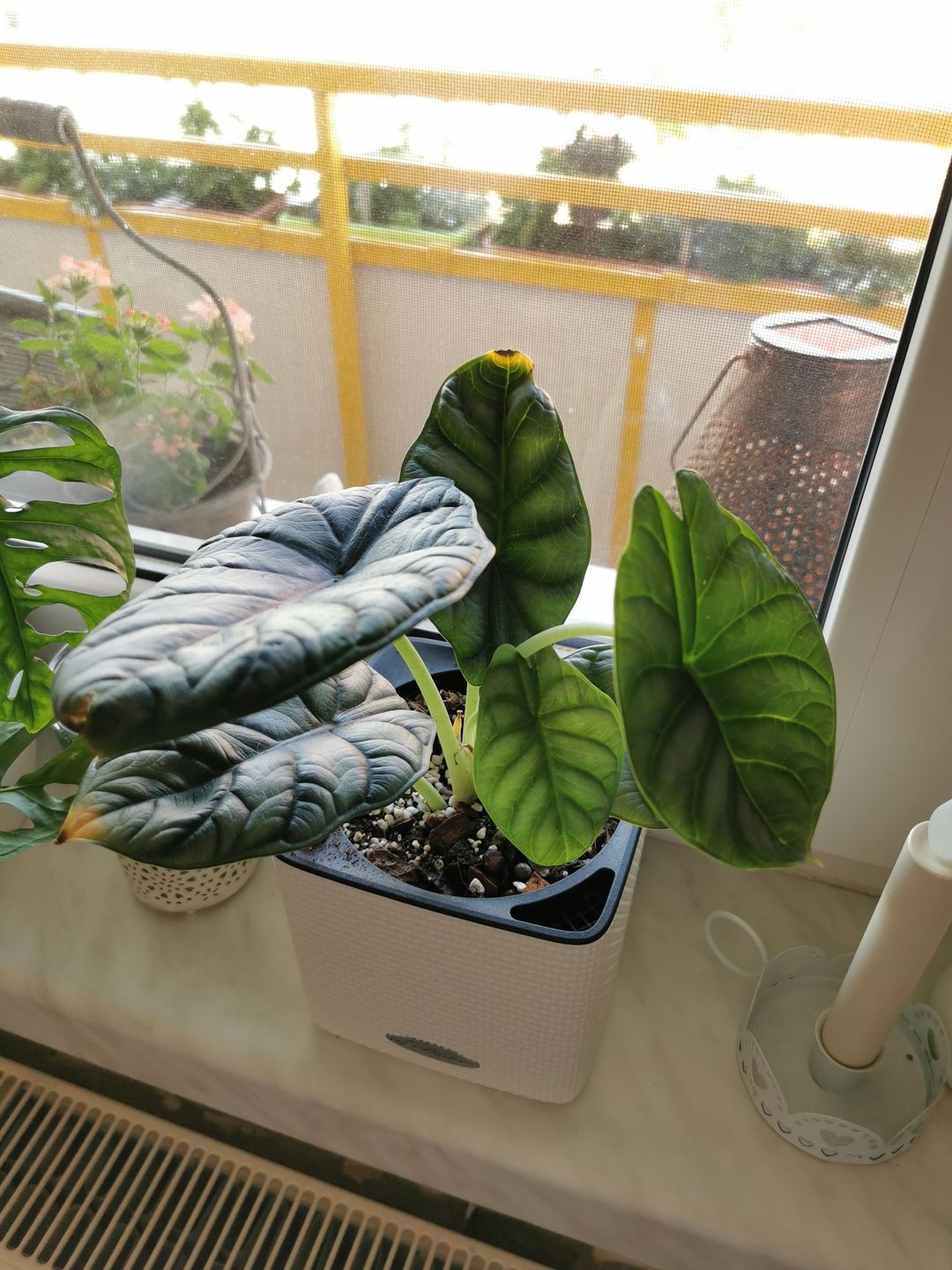 Customer photo review of ALOCASIA SILVER DRAGON