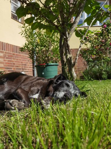 Kundenbewertung mit Foto zu BELISY Bachblüten Globuli für Hunde & Katzen - gegen Juckreiz - 10 g
