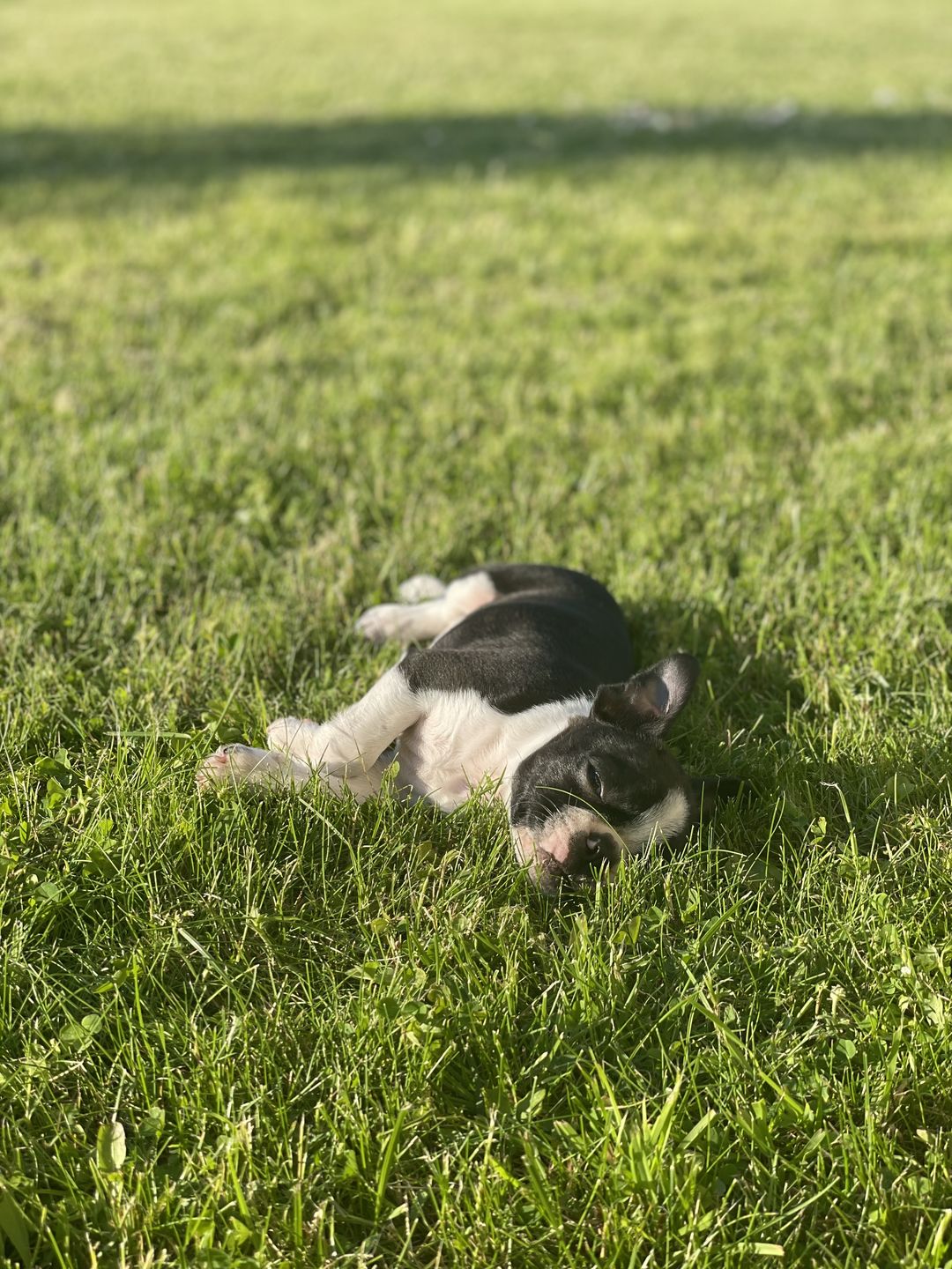 Customer photo review of Puppy Growth and Health | Vitamins for Puppies