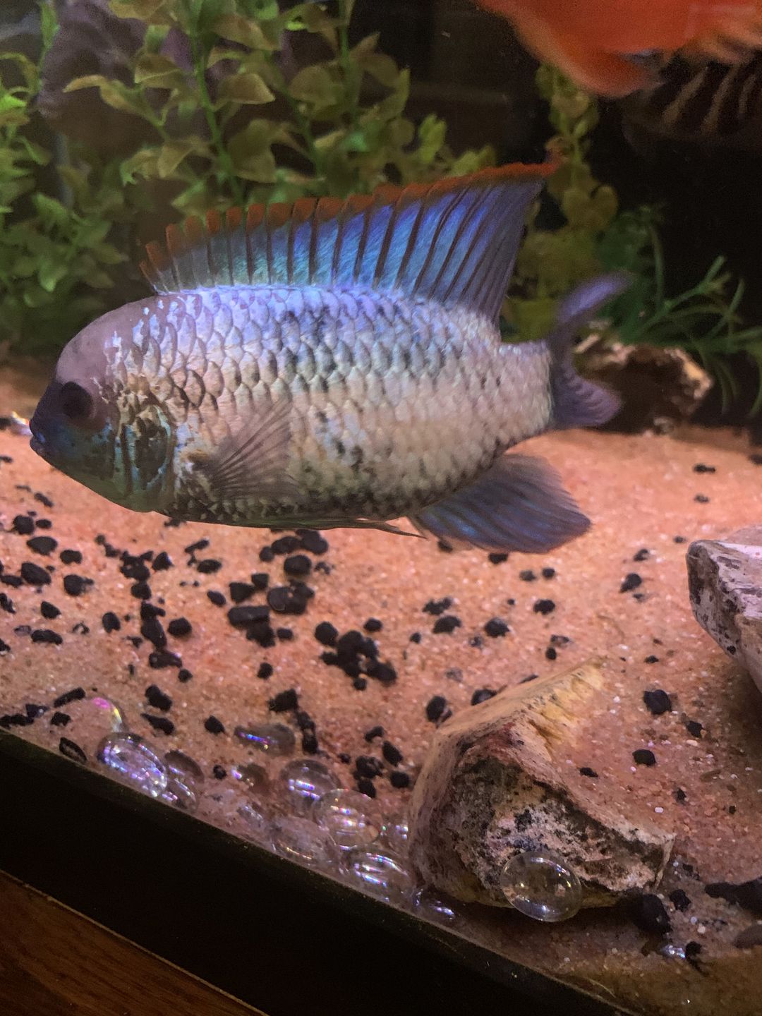 Customer photo review of Xtreme Big Fella Cichlid Food