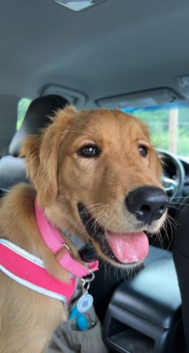 Customer photo review of Woof Pack