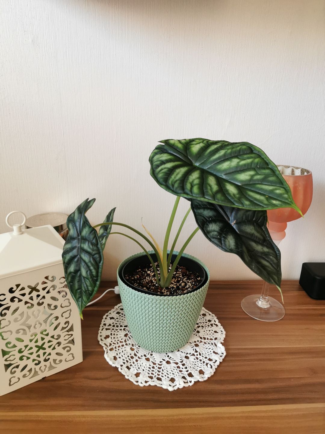 Customer photo review of ALOCASIA DRAGON SCALE