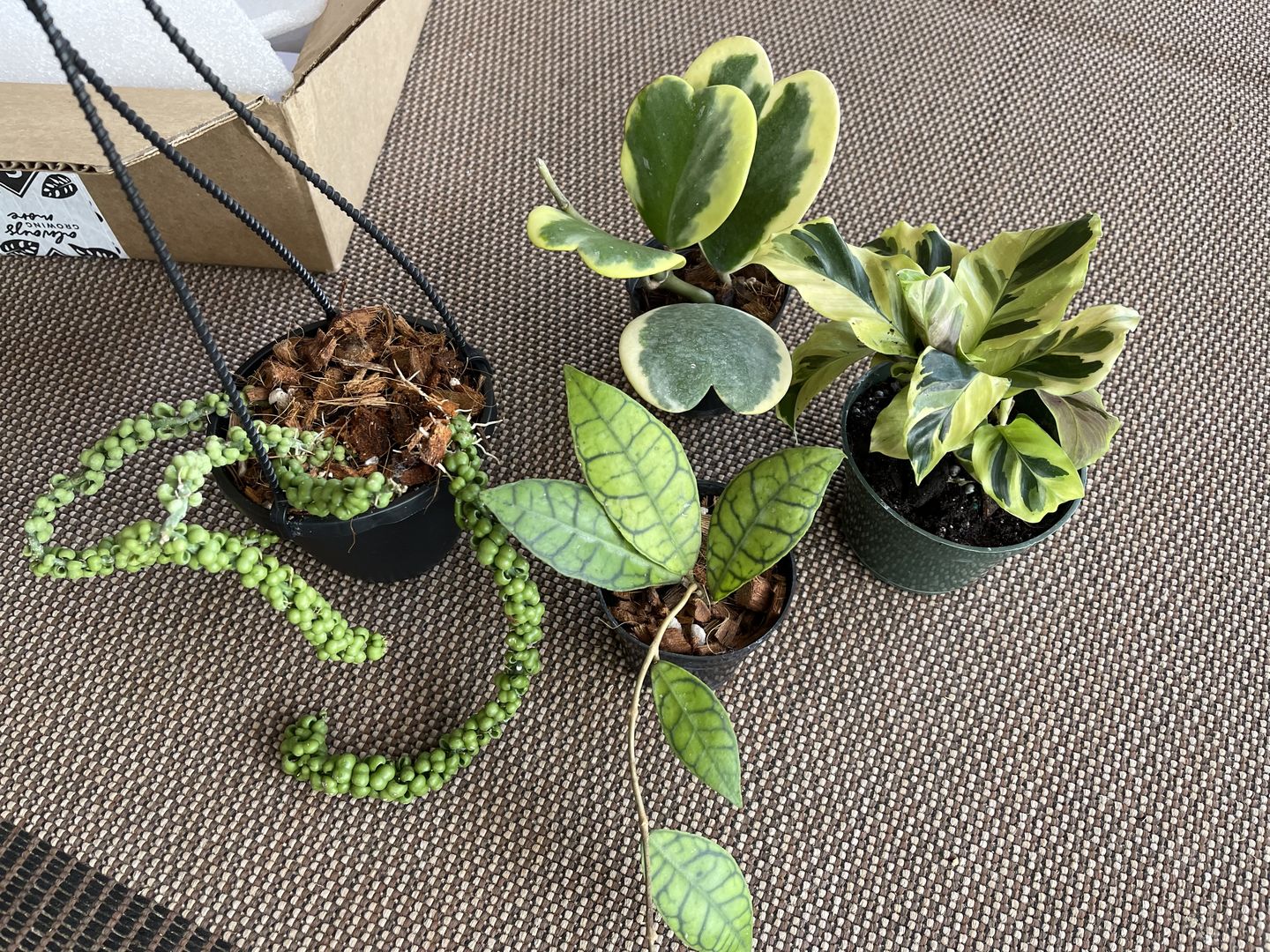 Customer photo review of 3" Hoya callistophylla