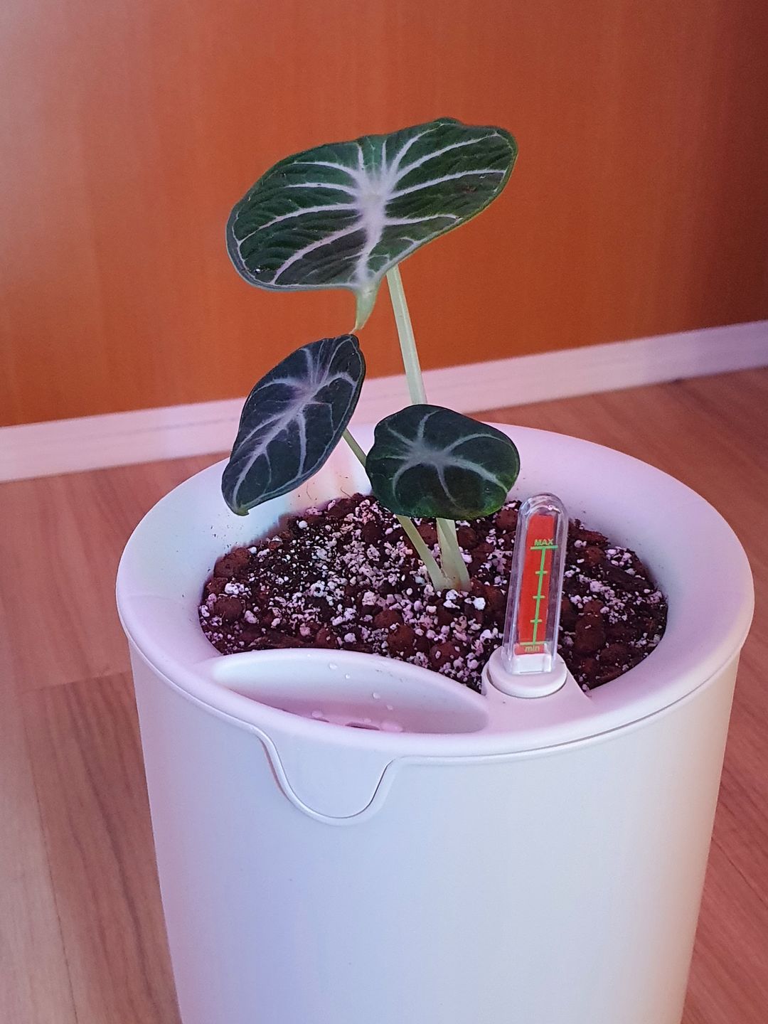Customer photo review of ALOCASIA BLACK VELVET