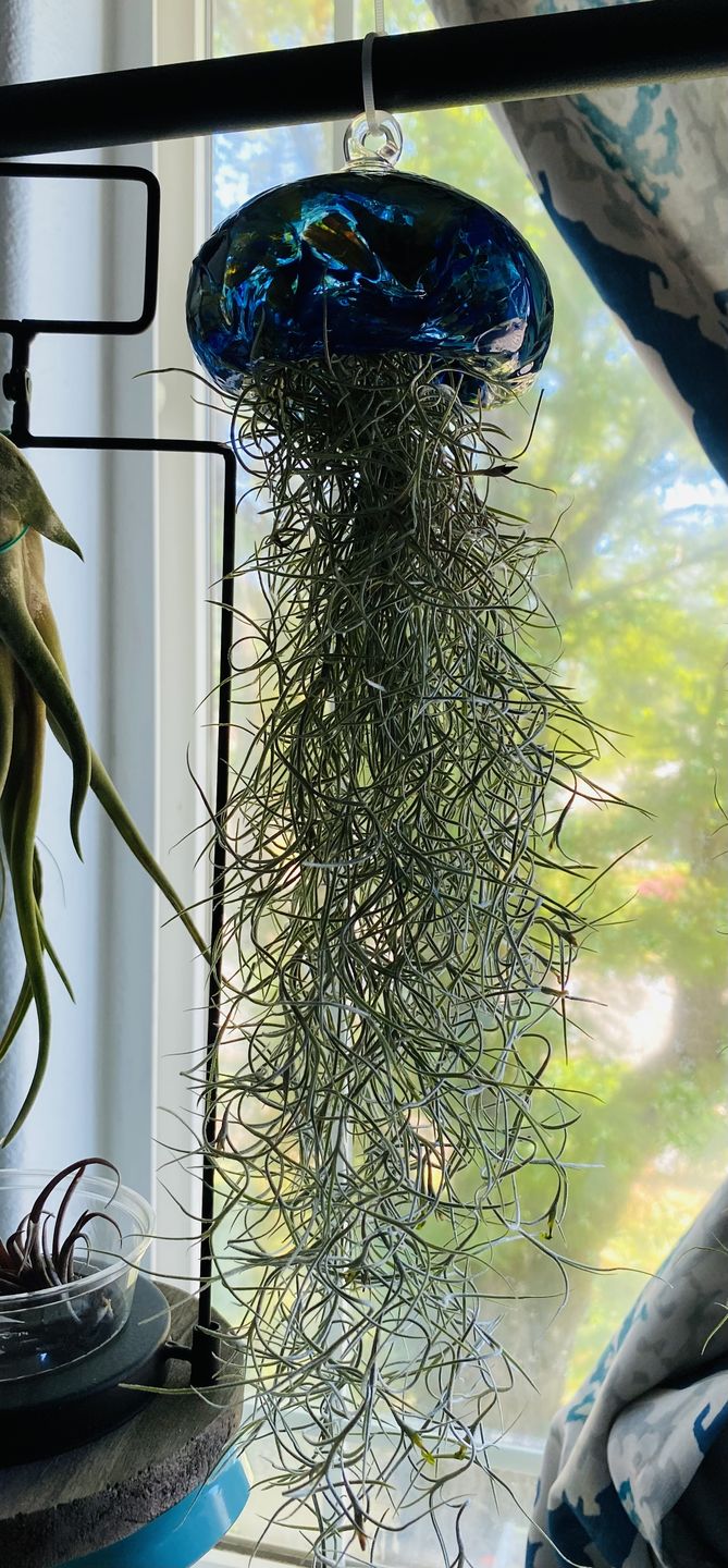 Customer photo review of Usneoides (Spanish Moss) White  On Hanging Wire!