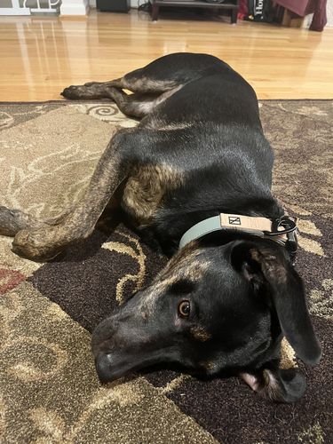 Customer photo review of Sage Collar - Recycled Ripstop