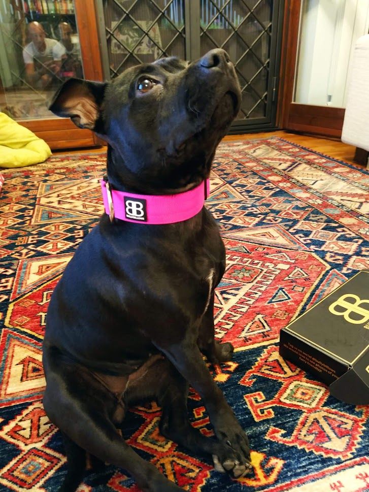 Customer photo review of 4cm Combat® Collar | Rated Clip - NO HANDLE - Magentas v2.0