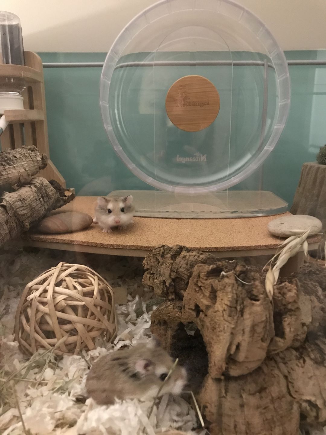 Customer photo review of Niteangel Super-Silent Hamster Exercise Wheels