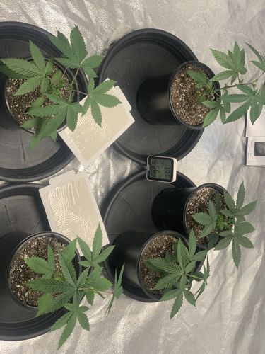 Customer photo review of Gaia Green Organic All Purpose Fertilizer 4-4-4