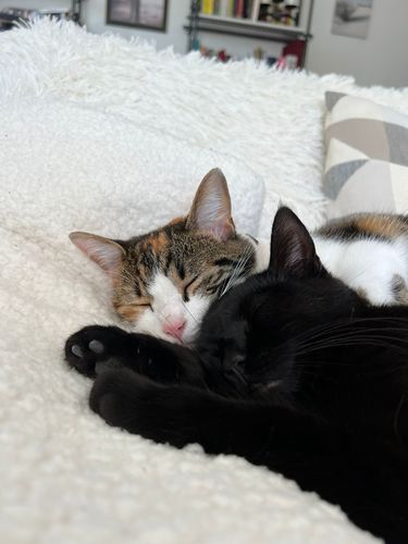 Avis photo d'un client sur Pâtée Chat Stérilisé Sans Céréales - Poulet