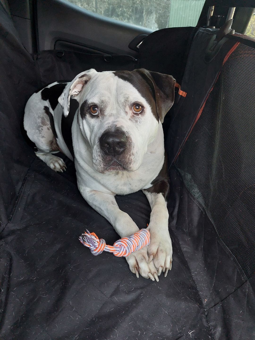 Customer photo review of Waterproof Pet Car Seat Cover With Mesh Window + Free Buckle Leash