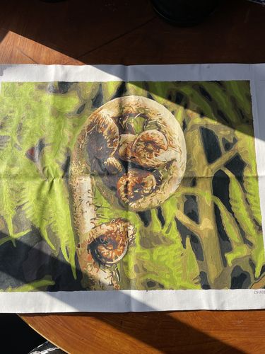 Customer photo review of New Zealand Fern