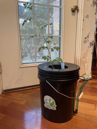 Customer photo review of Root Spa DWC 5 Gallon Bucket with Net Pot
