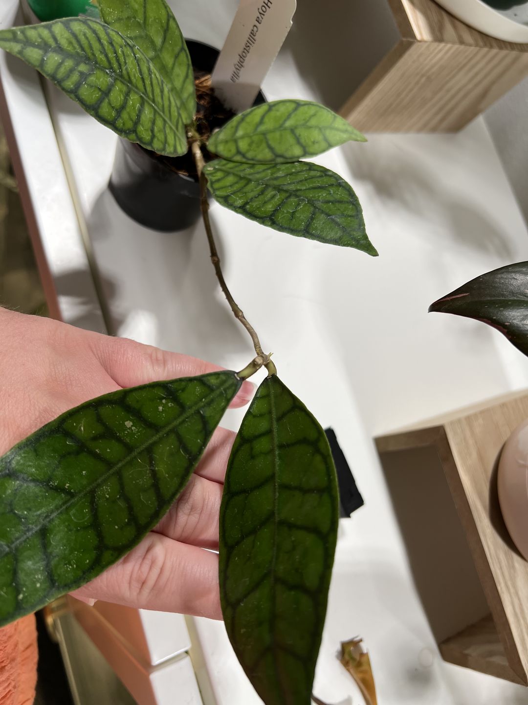 Customer photo review of 3" Hoya callistophylla
