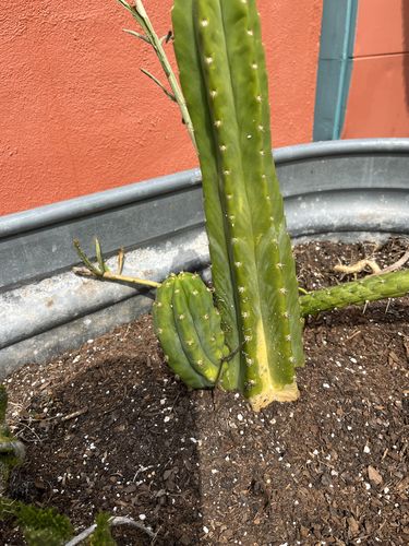 Customer photo review of San Pedro Cactus | Echinopsis pachanoi