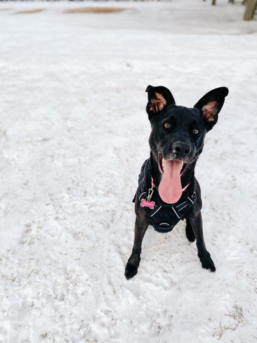 Customer photo review of Light & Airy Preset Collection