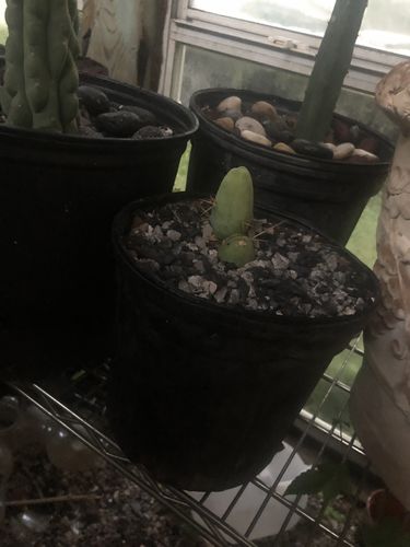 Customer photo review of Penis Cactus | Trichocereus bridgesii monstrose