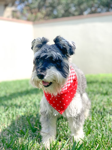 Customer photo review of Bright & Airy Preset Collection