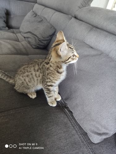 Avis photo d'un client sur Croquettes Chaton Sans Céréales - Poulet & Huile de Saumon