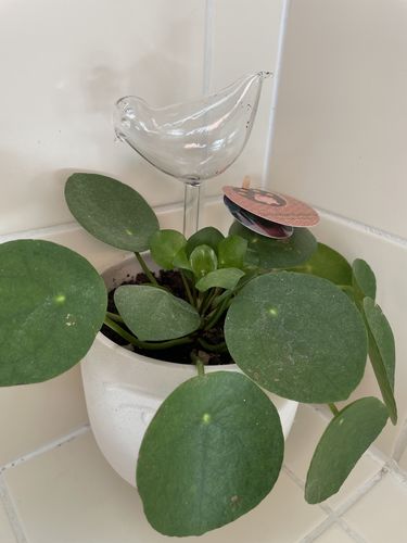 Customer photo review of Mon petit oiseau - Le Jardin de Mamie®
