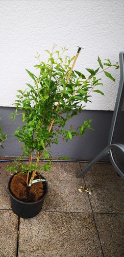 Customer photo review of Punica granatum "Kazake" 4-6 Lt.Topf