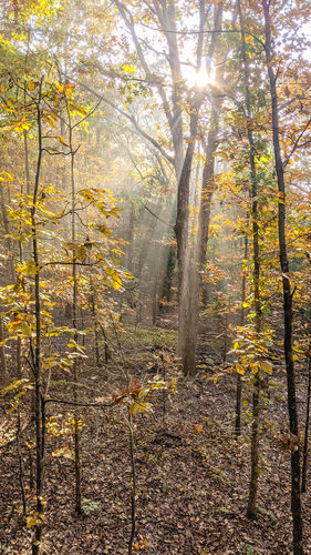 Customer photo review of Golden Hour Preset Collection