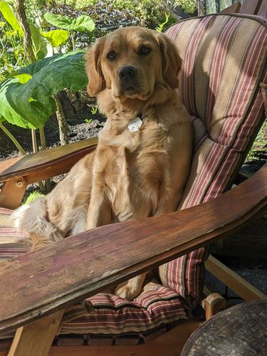 Customer photo review of Fetch® Pet Tag